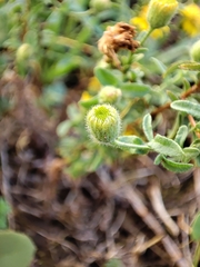 Pulicaria paludosa