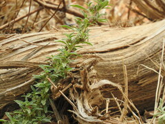 Amaranthus blitoides