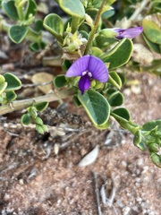 Swainsona unifoliolata