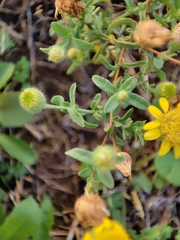 Pulicaria paludosa