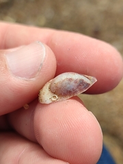 Crepipatella dilatata