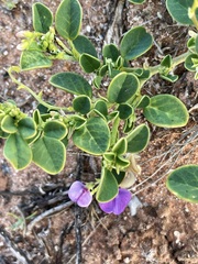 Swainsona unifoliolata