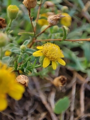 Pulicaria paludosa