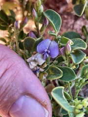 Swainsona unifoliolata