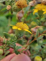 Pulicaria paludosa