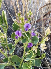 Swainsona unifoliolata