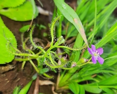 Drosera indica