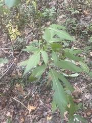 Rudbeckia