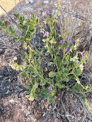 Swainsona unifoliolata
