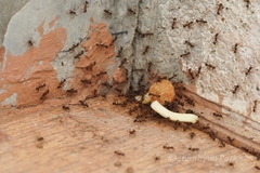 Pheidole