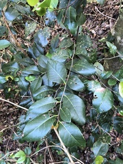 Ottoschulzia rhodoxylon