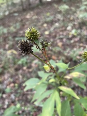 Rudbeckia