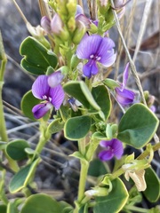 Swainsona unifoliolata