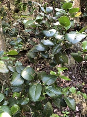 Ottoschulzia rhodoxylon