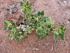 Swainsona unifoliolata