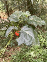 Solanum capsicoides