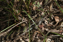 Tiliqua