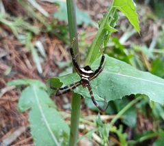 Argiope reinwardti