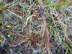 Carex bigelowii arctisibirica
