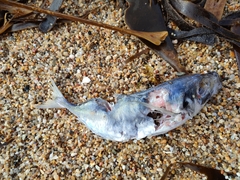 Trachurus