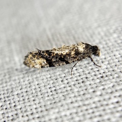 Thomintarra primaeva