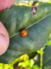 Coccinellidae