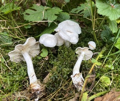 Clitocybe dilatata