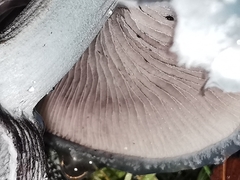 Stropharia caerulea