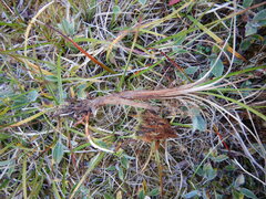 Carex bigelowii arctisibirica