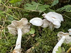 Clitocybe dilatata