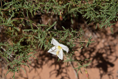 Oenothera pallida