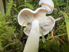 Clitocybe dilatata