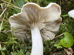 Clitocybe dilatata