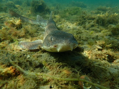 Scyliorhinus stellaris