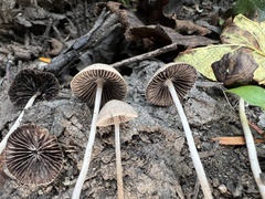 Psathyrella corrugis