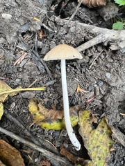 Psathyrella corrugis