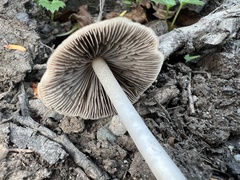 Psathyrella corrugis