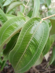 Miconia albicans