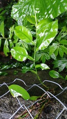 Pothos chinensis