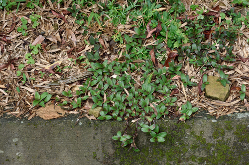 Cyanotis ciliata, photograph 2