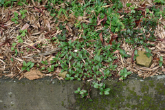 Belosynapsis ciliata