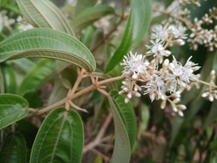 Miconia albicans