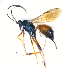 Agrothereutina