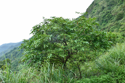 Glochidion lanceolatum