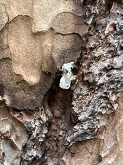 Philodromus margaritatus