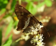 Eudaminae