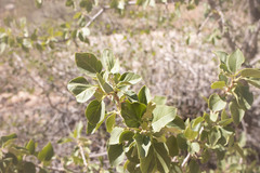 Fraxinus anomala