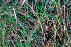 Pygopus lepidopodus