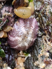 Aulactinia verrucosa