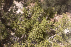Juniperus osteosperma